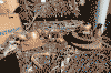 cu-artifacts.gif (188160 bytes)